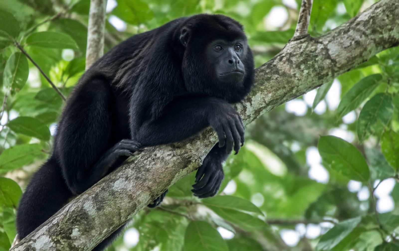 Track monkeys, toucans and jaguar signs.