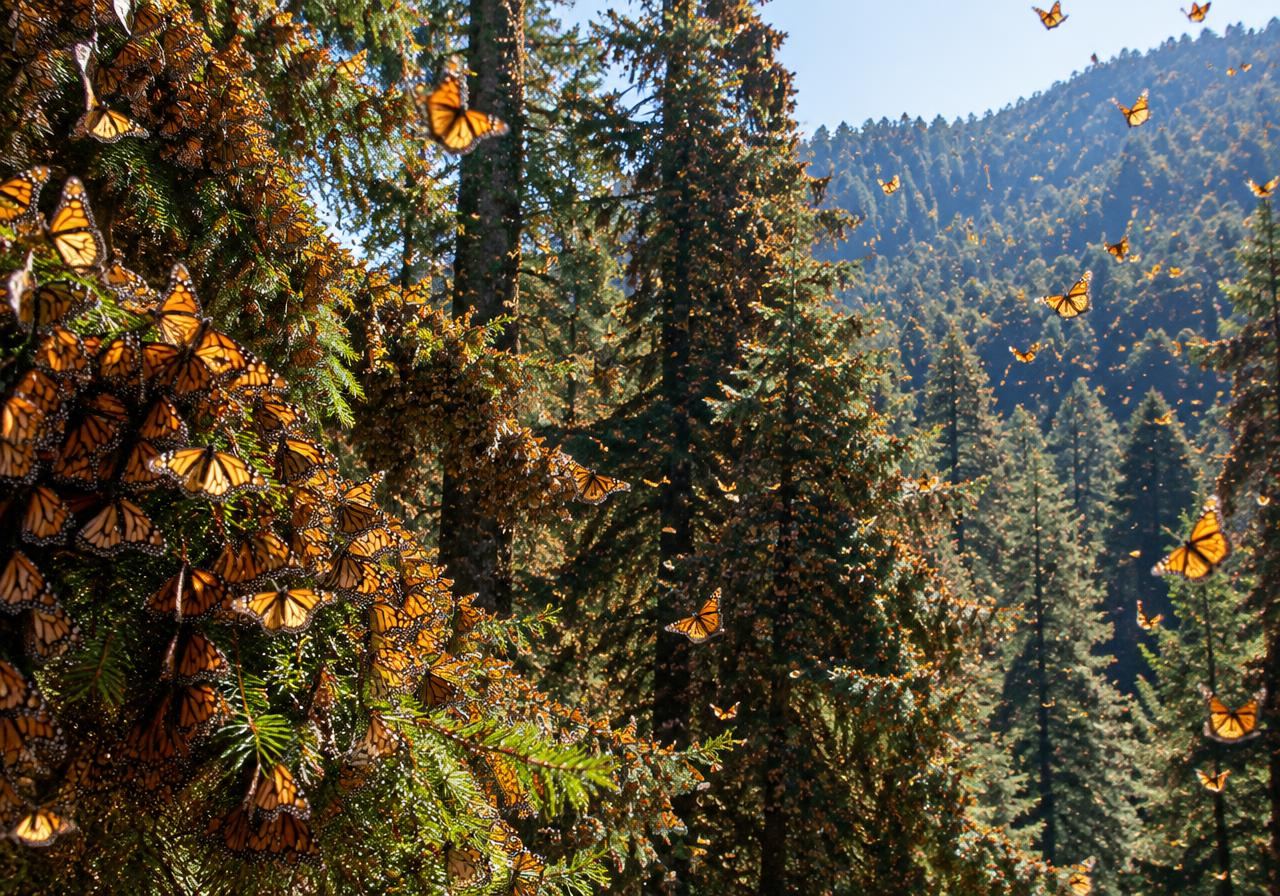 Walk among millions of monarch butterflies.