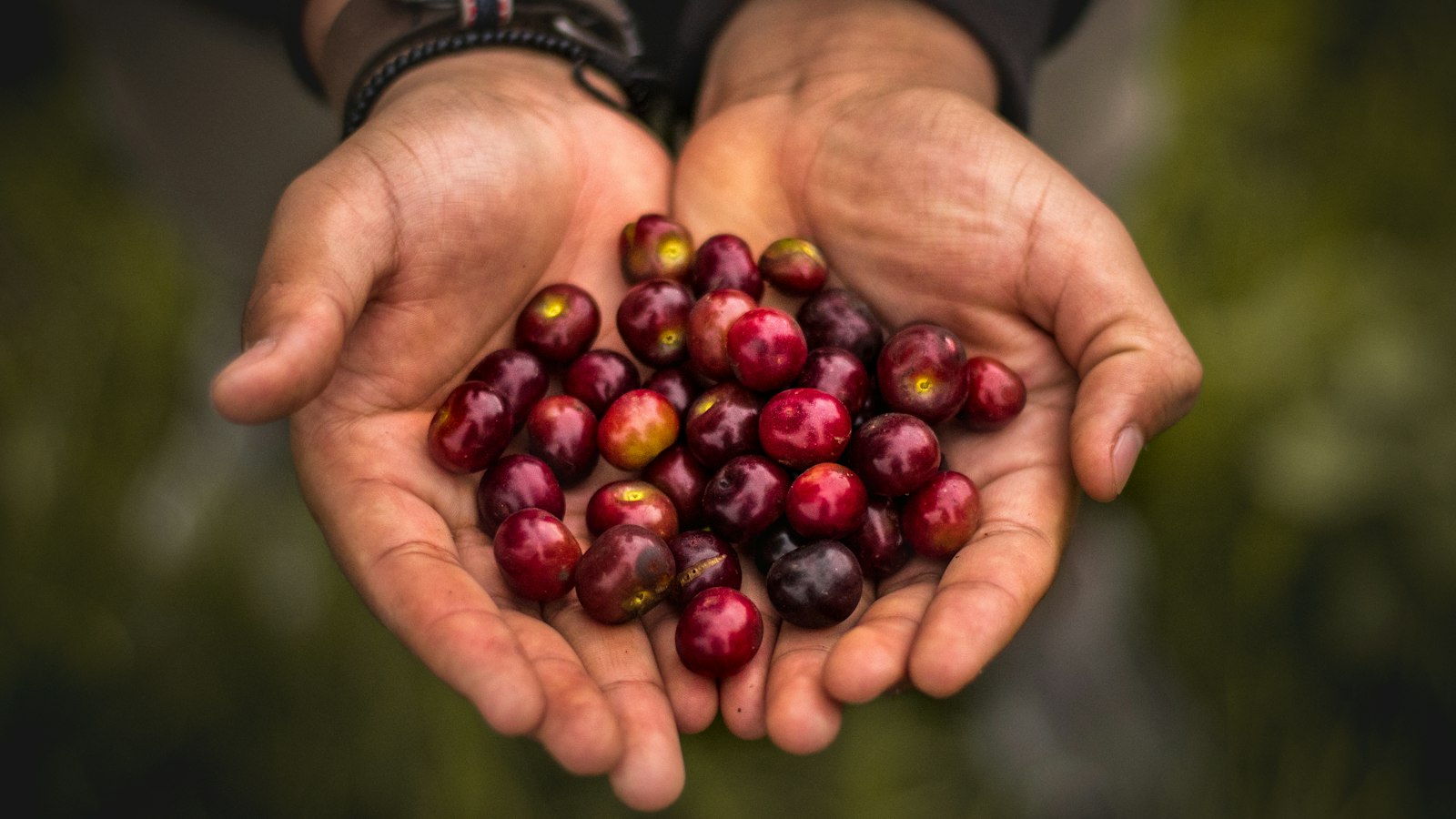 Visit Don Raúl’s coffee farm in Pluma Hidalgo.