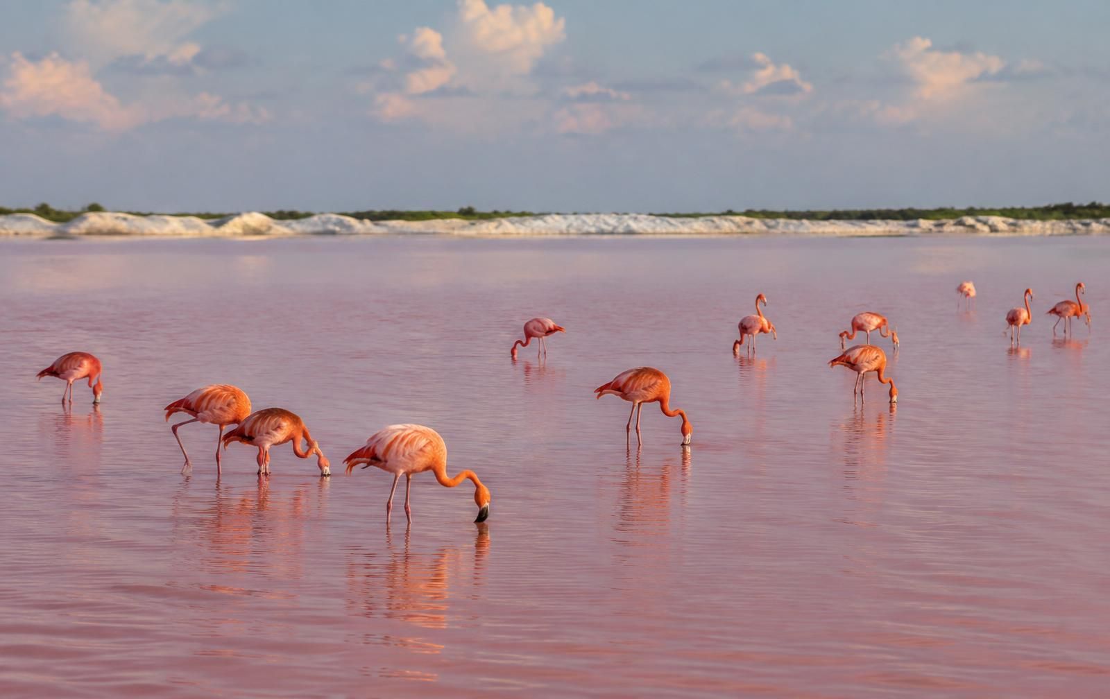 Day trip to Río Lagartos and Las Coloradas.